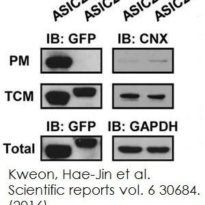 Plasma Membrane Protein Extraction Kit