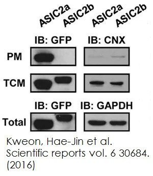 Plasma Membrane Protein Extraction Kit