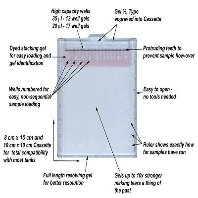 Precast Gel SDS-PAGE 10% (8x10cm,12well)