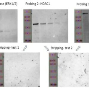 Western Blot Stripping Buffer, 500mL