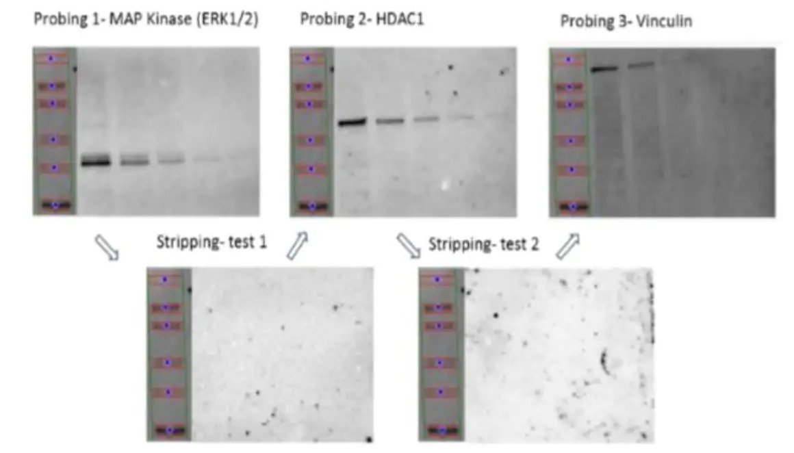 Western Blot Stripping Buffer, 500mL